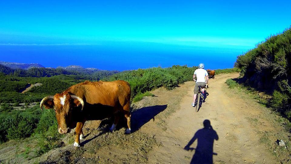 Madeira Native Motion Guest House 파야다오벨라 객실 사진